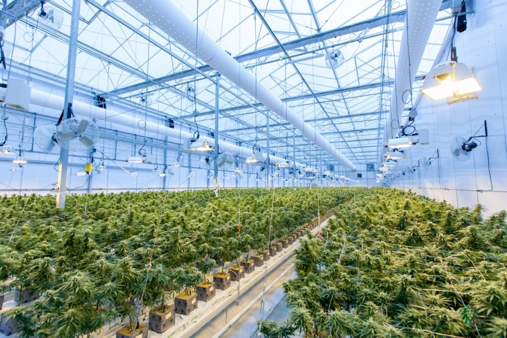 Growth-Focused Cannabis CEO | Pre-IPO & Vertical Integration